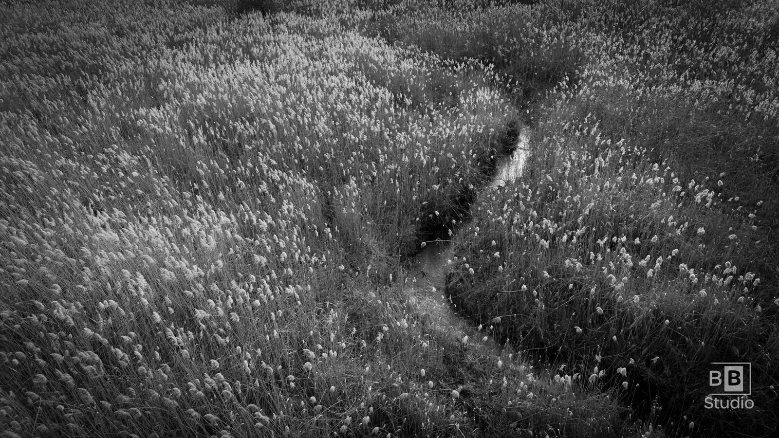 Drone aerial photography black and white nature preserve McHenry County Illinois